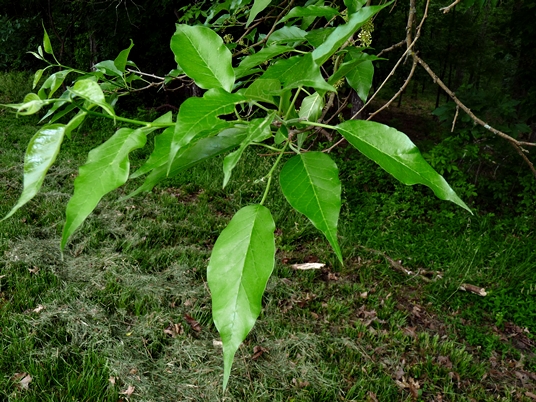 {Maclura pomifera}